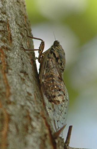 Réf. 265 675 : Cicada orni